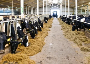 О переработке шкур КРС и шерсти МРС