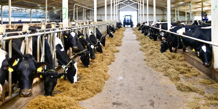 О переработке шкур КРС и шерсти МРС